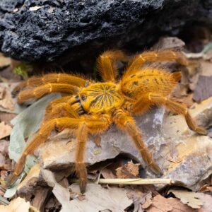 Pterinochilus murinus "Red Colour Form"