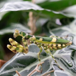 Theopropus rubrobrunneus-Nahaufnahme