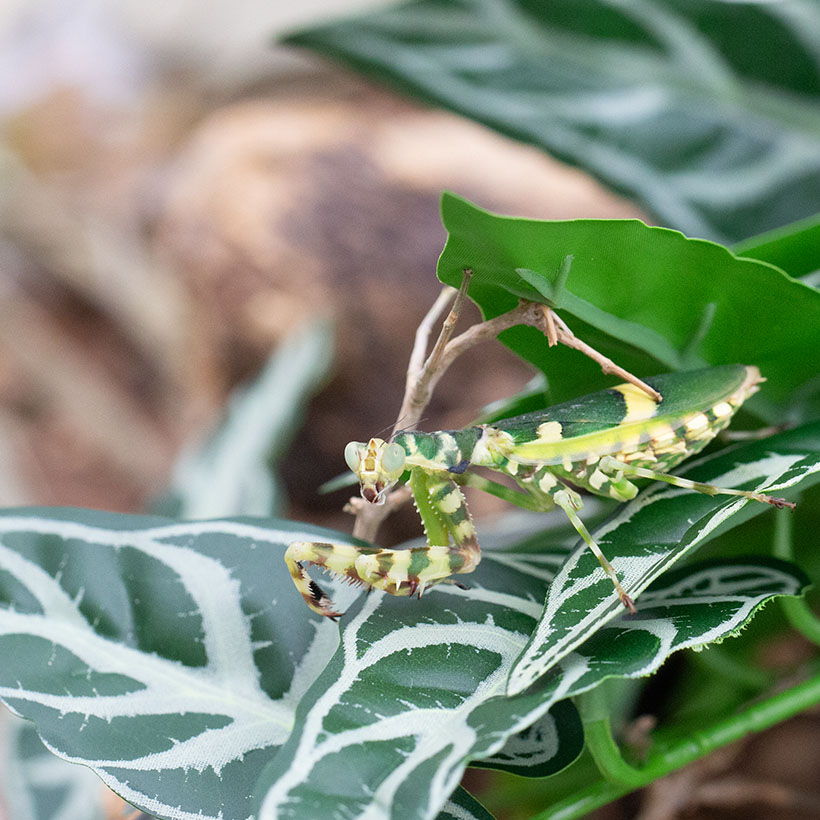 Theopropus rubrobrunneus-Seite