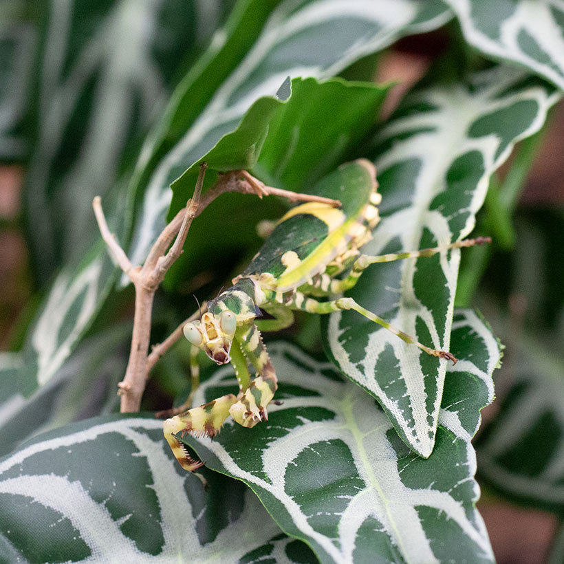 Theopropus rubrobrunneus