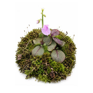 Utricularia calycifida
