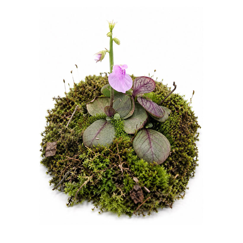 Utricularia calycifida