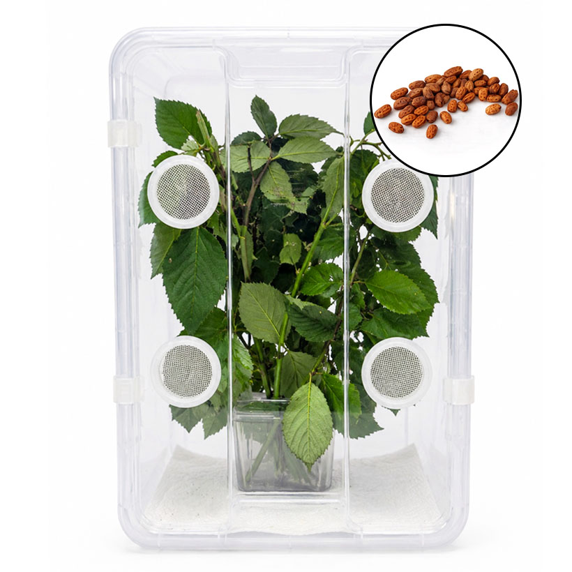 Wandelndes Blatt Komplettset