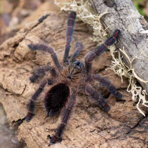 Ybyrapora diversipes