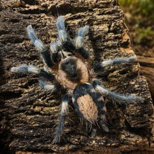 Cyriocosmus ritae