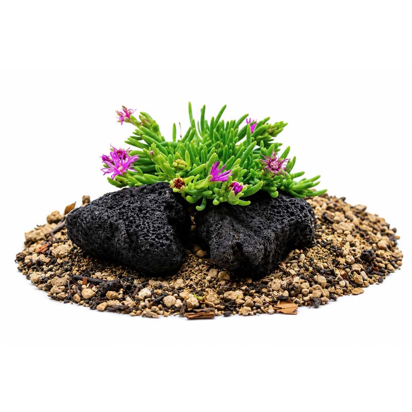 Delosperma cooperi