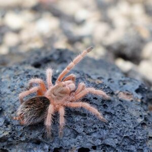 Grammostola rosea "Red"