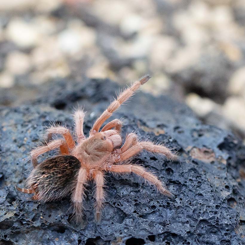 Grammostola rosea "Red"