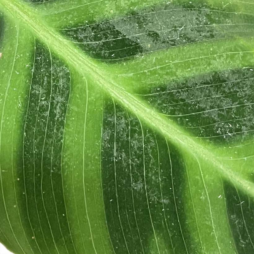 Kalkflecken im Terrarium-Pflanzen