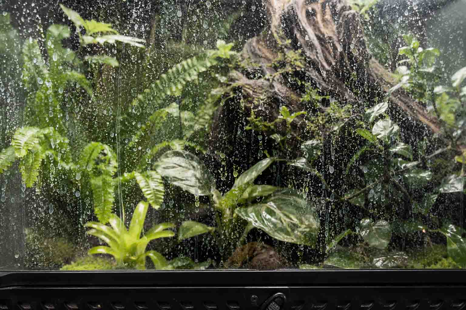 Kalkflecken im Terrarium