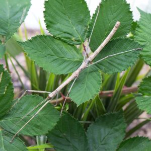 Phaenopharos khaoyaiensis