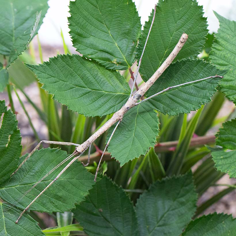 Phaenopharos khaoyaiensis
