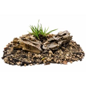 Poa alpina
