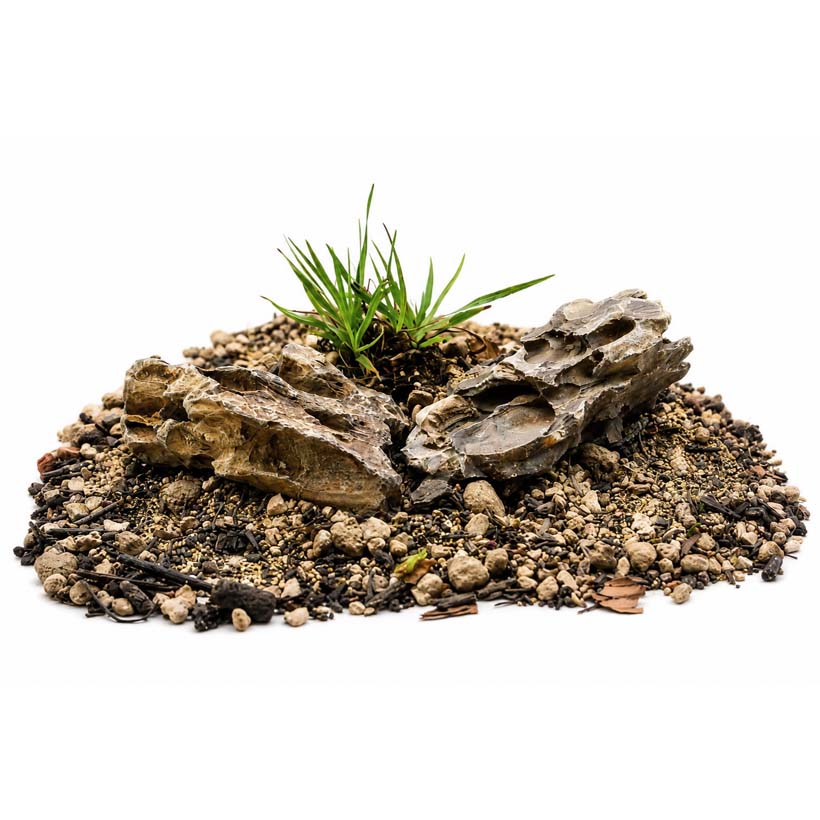 Poa alpina
