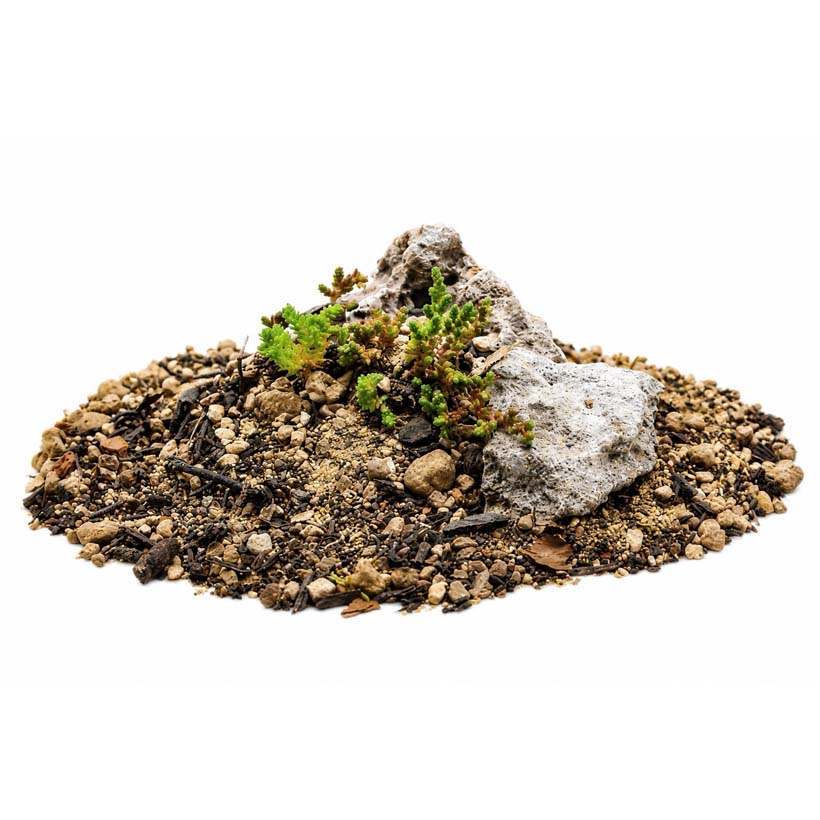 Sedum acre