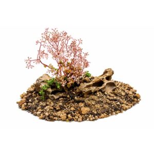 Sedum album "Coral Carpet"