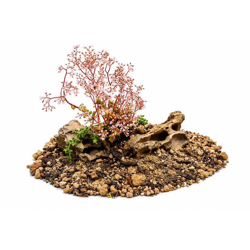 Sedum album "Coral Carpet"