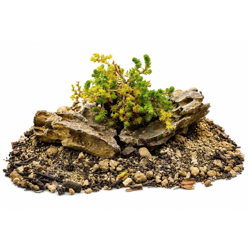 Sedum sexangulare
