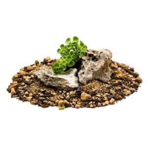 Sedum spurium
