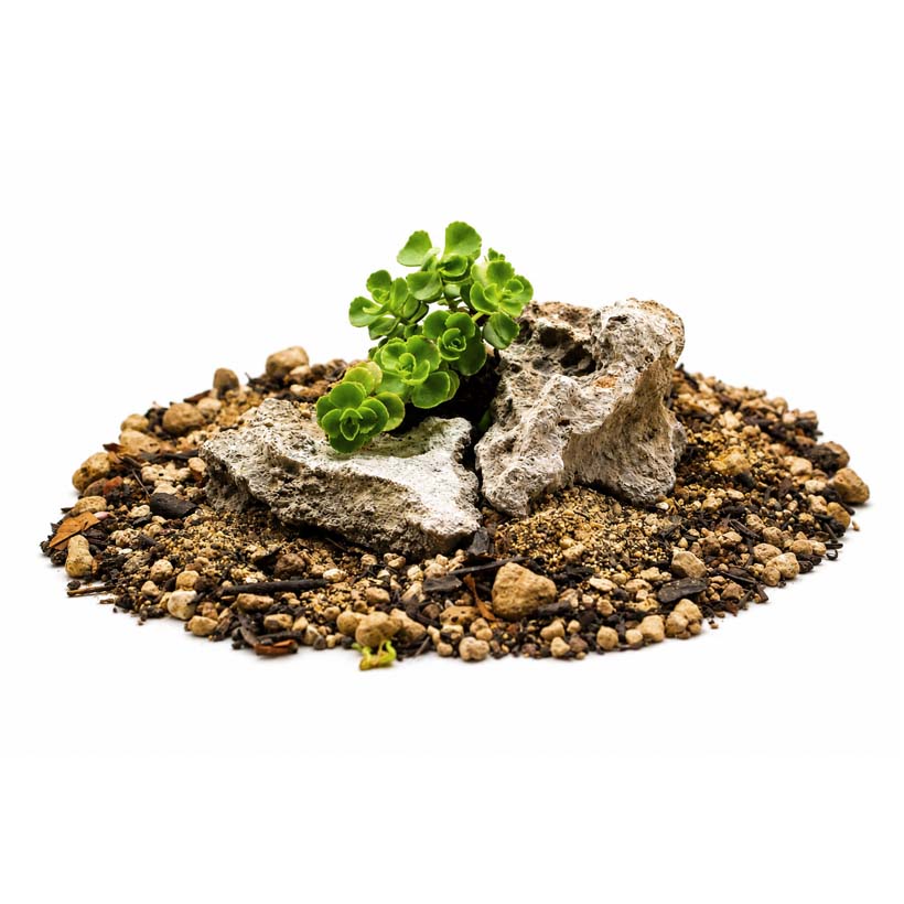 Sedum spurium