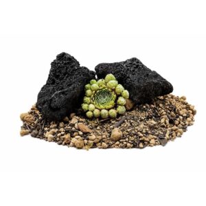 Sempervivum arachnoideum