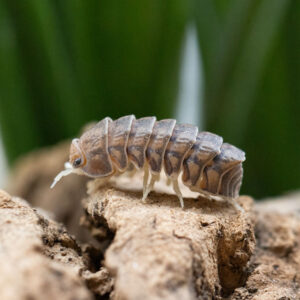Spherillo spec. "Godzilla"