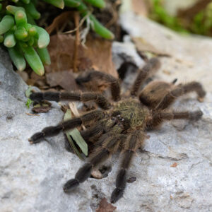 Tapinauchenius rasti