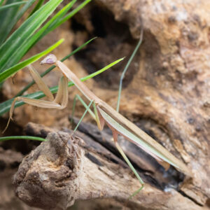 Tenodera spec.