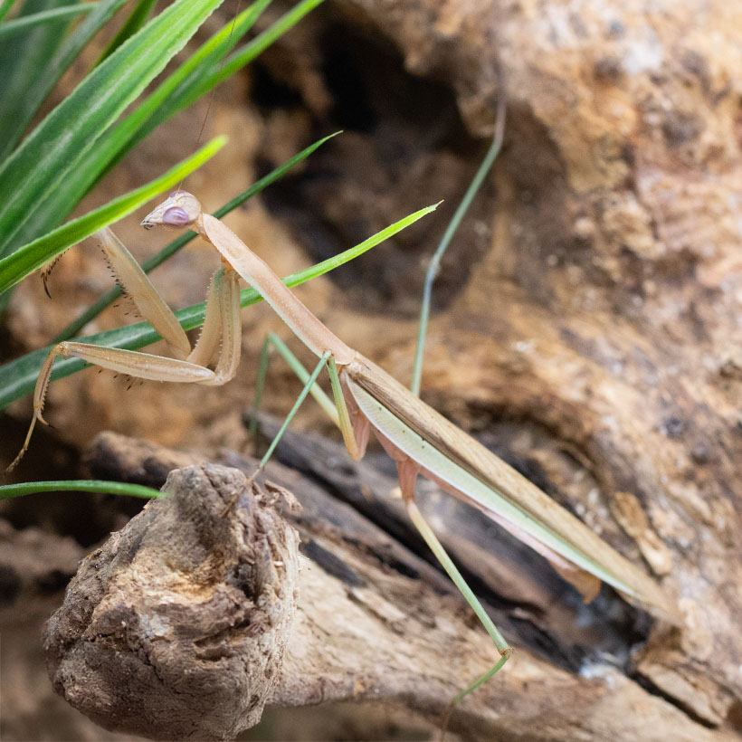 Tenodera spec.