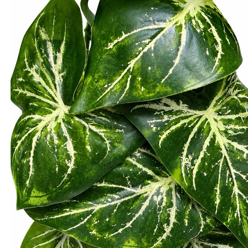 Planta colgante de hobby: primer plano de la «Heartleaf»