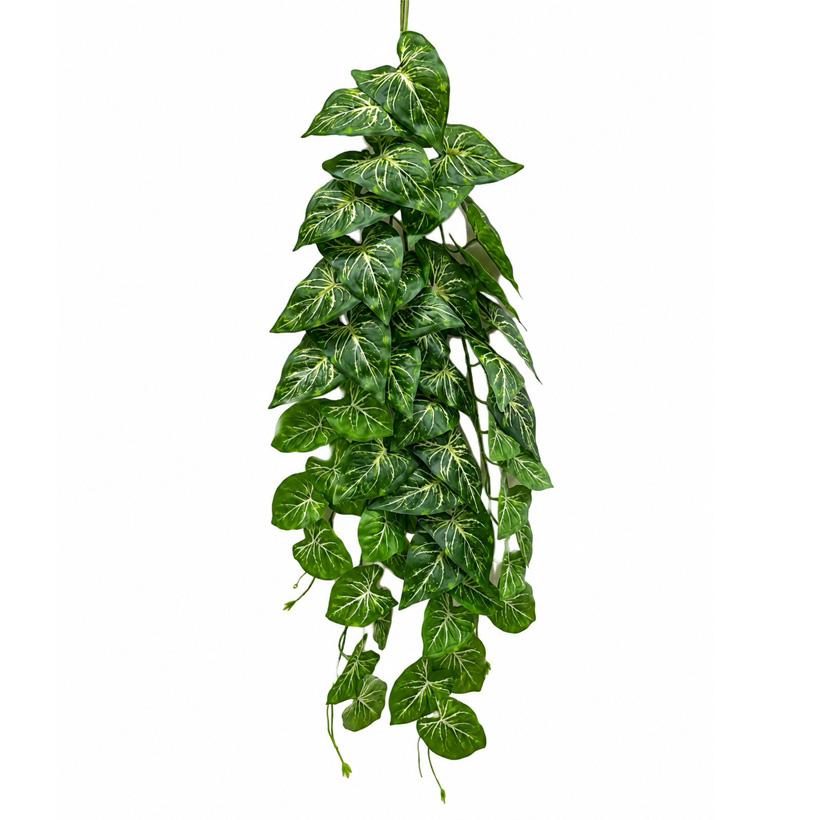 Planta colgante para aficionados: Heartleaf