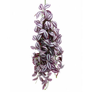 Planta colgante de hobby «Purpurea»