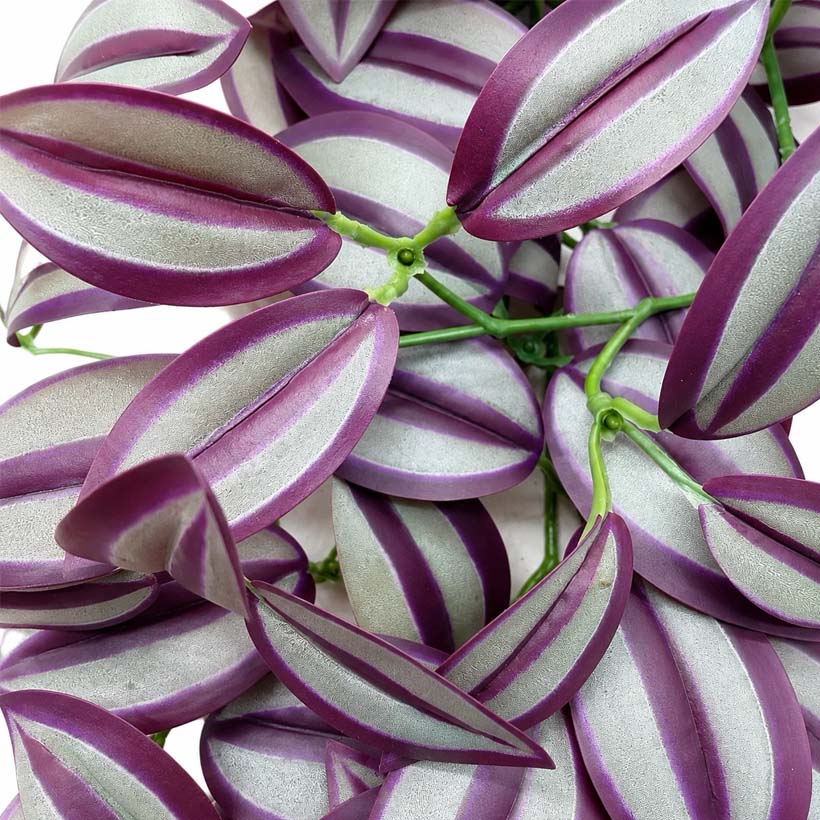 Planta colgante de hobby «Purpurea» — Primer plano