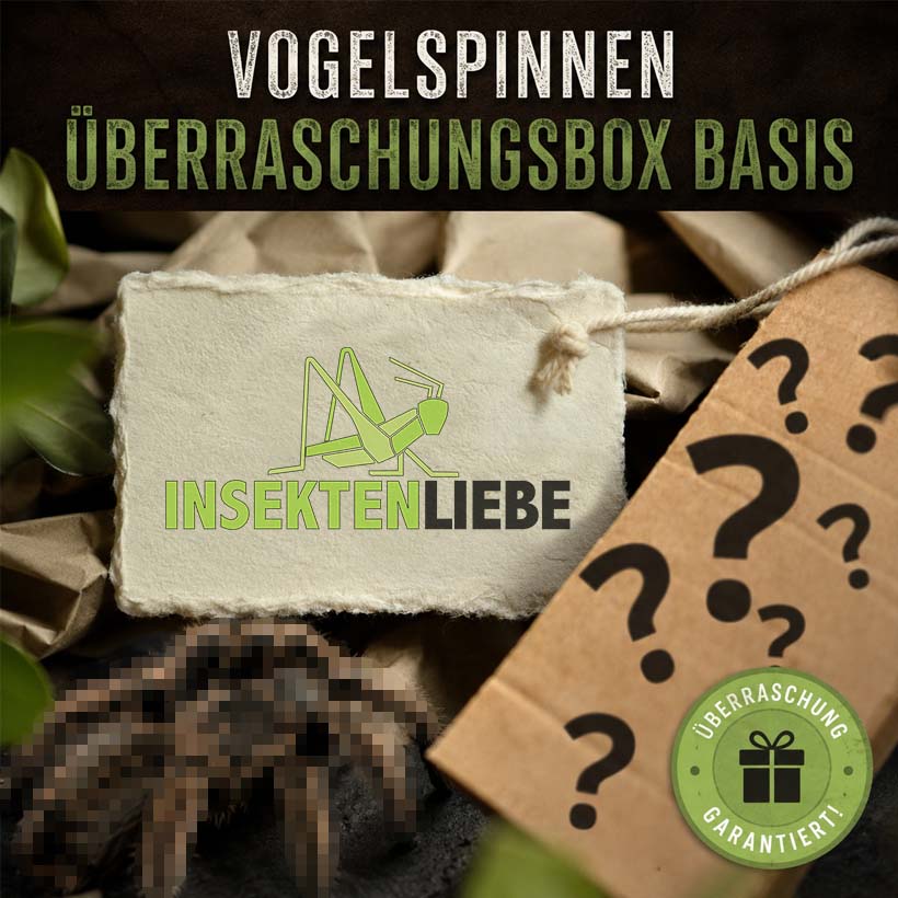 Vogelspinnen-Überraschungsbox Basis
