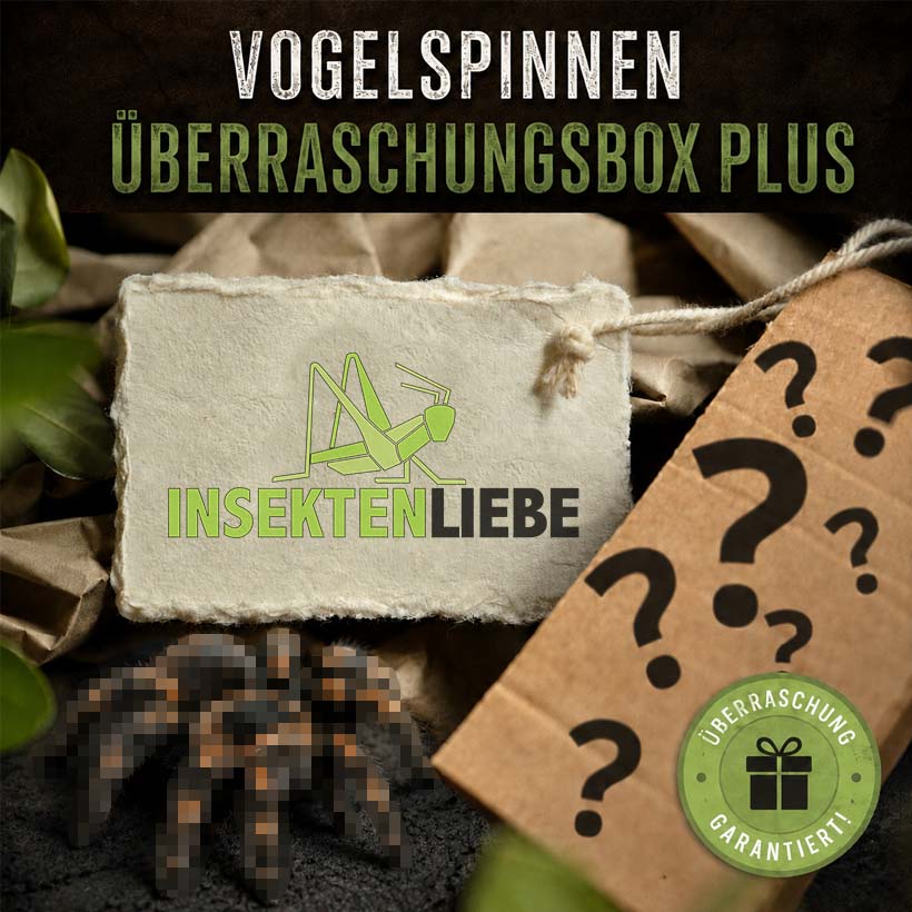 Vogelspinnen-Überraschungsbox Plus
