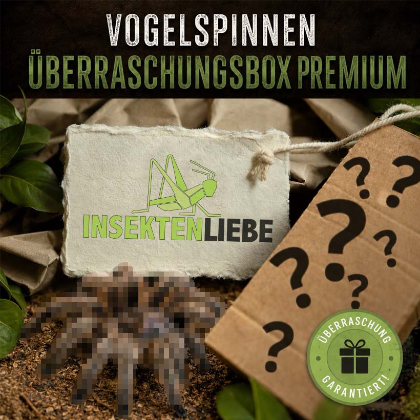 Vogelspinnen-Überraschungsbox Premium