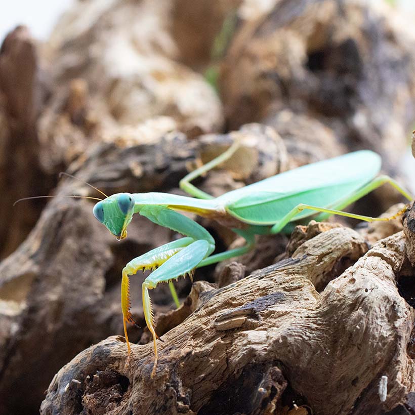 Hierodula spec. “Kalimantan Blue”