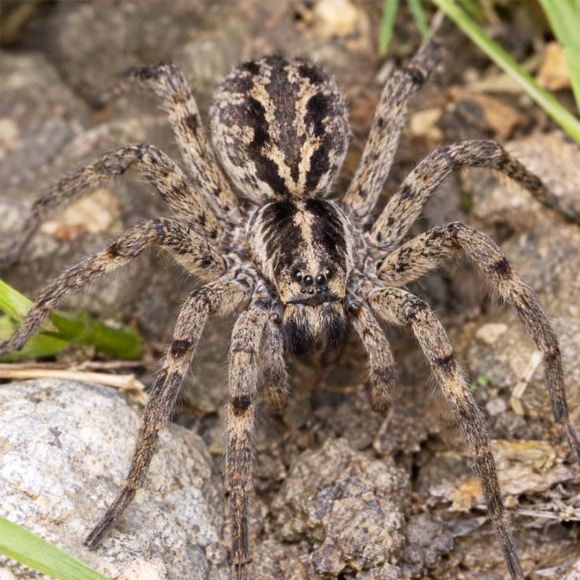 Hogna radiata