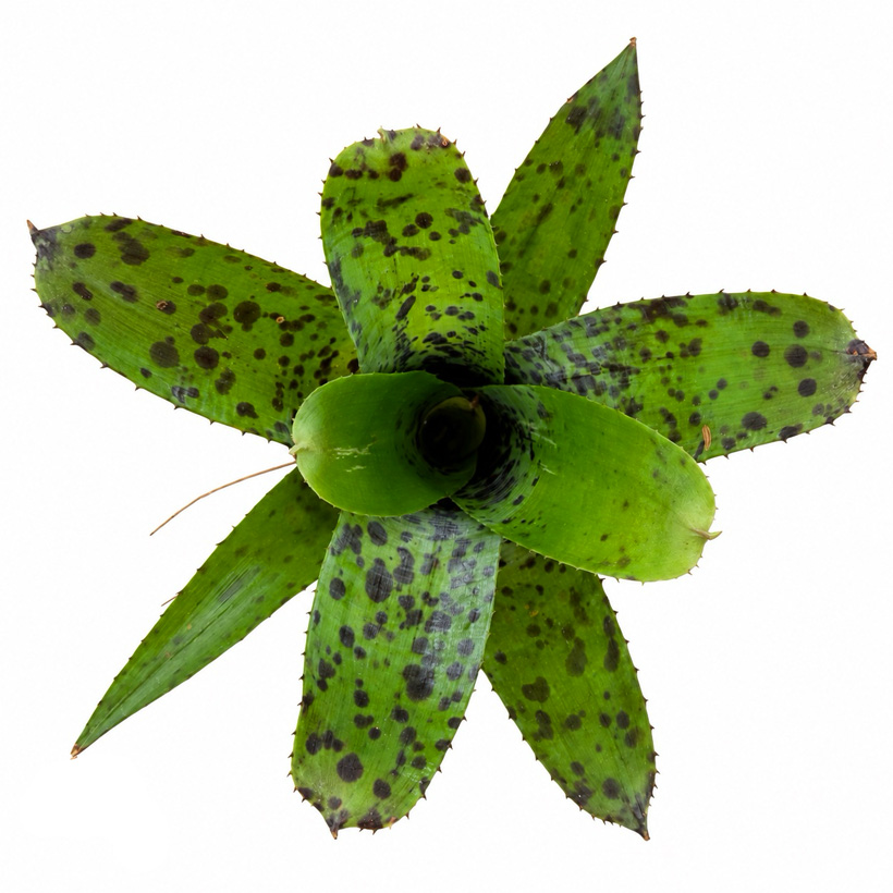Neoregelia pauciflora-Oben