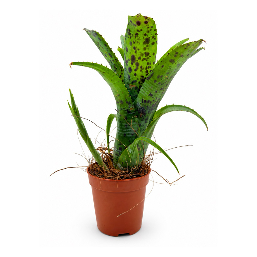 Neoregelia pauciflora-Seite