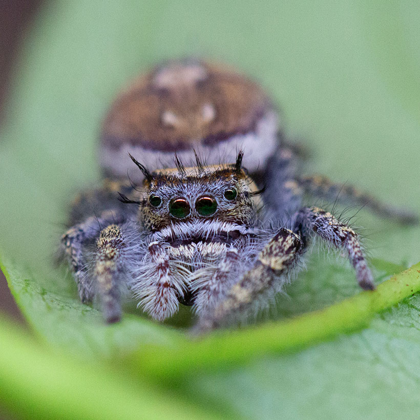 Phidippus carolinensis
