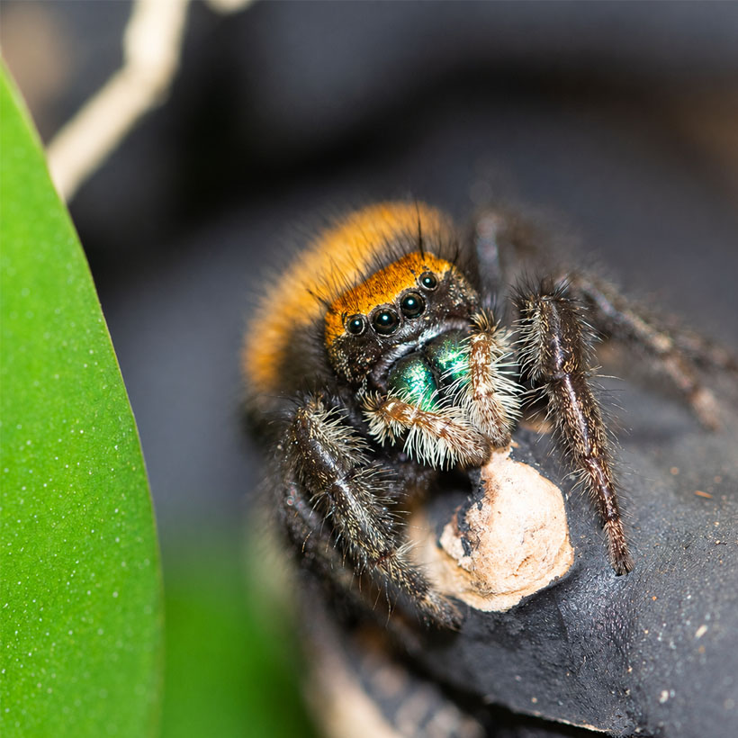 Phidippus nikites