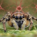 Jumping Spiders: Intelligence - Featured Image