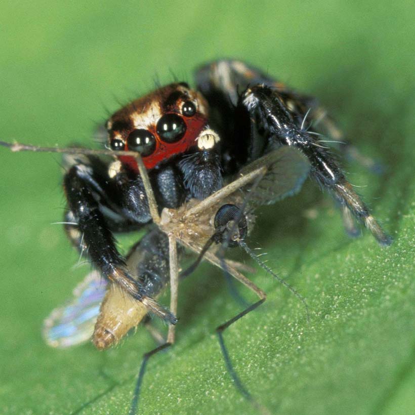 Springspinnen Intelligenz-Evarcha culicivora