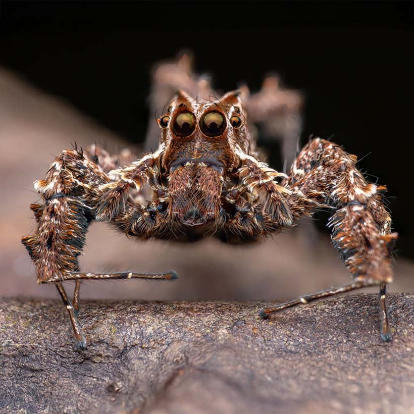 Springspinnen Intelligenz-Portia Springspinne