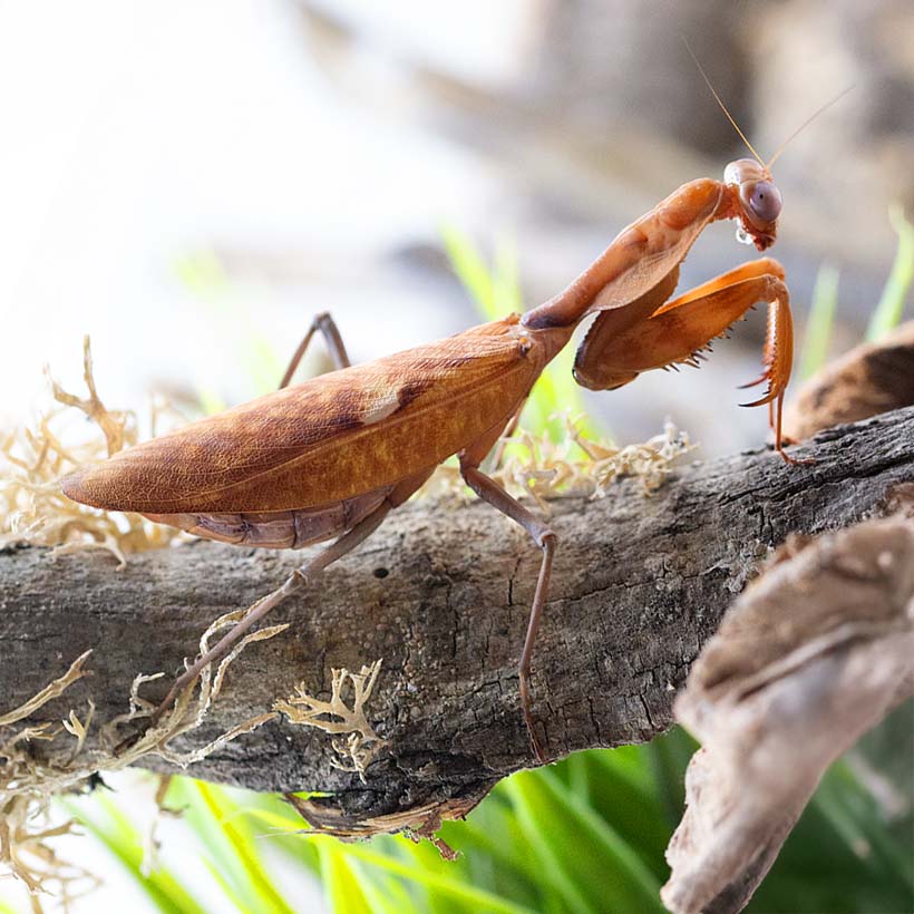 Tamolanica tamolana
