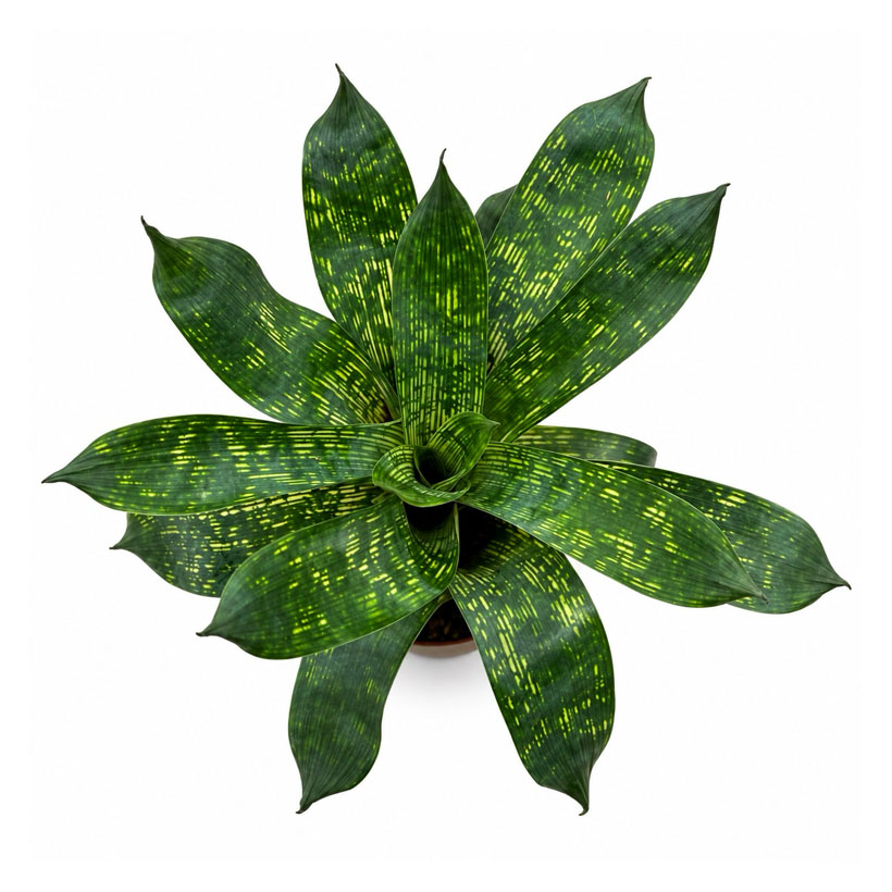 Vriesea gigantea "Nova" - In alto