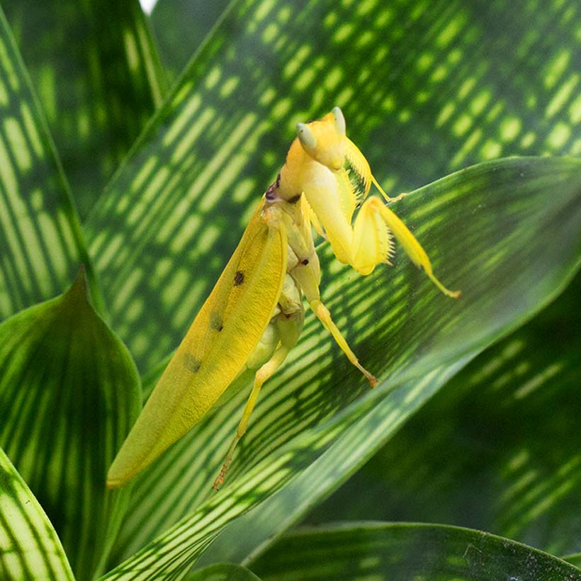 Helvia cardinalis « Mante-orchidée jaune »