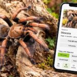 Insektenliebe-Animali da compagnia - Immagine di copertina