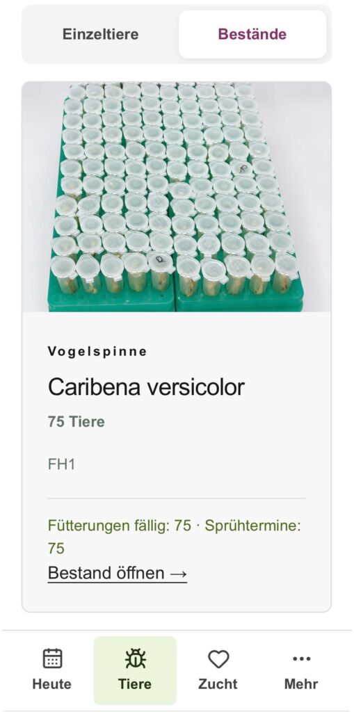 Insektenliebe-Tierbegleiter-Beitragsbild 5